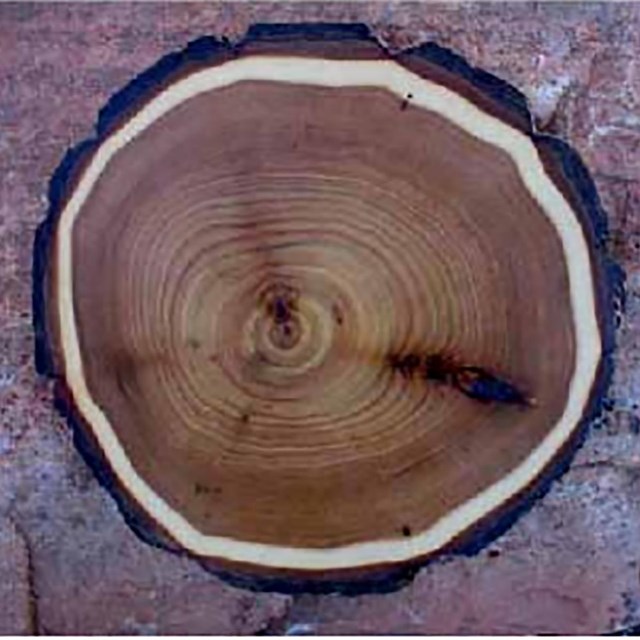 A crossection of a tree shows growth rings.