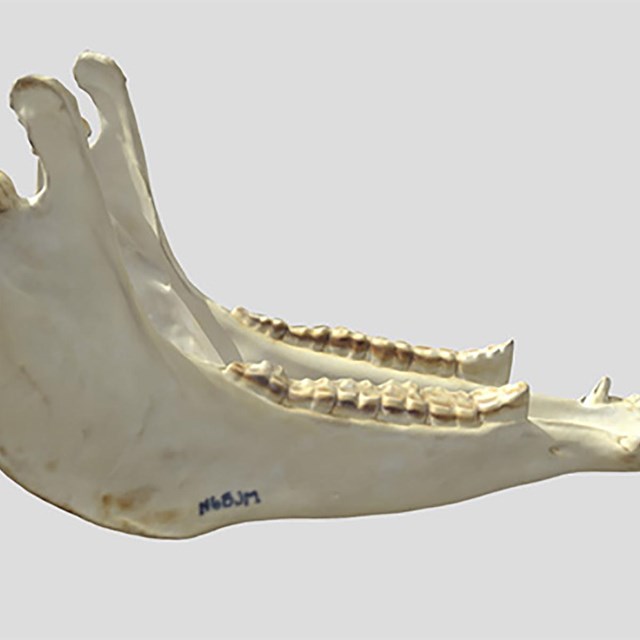 Study of a horse's jaw and teeth reveals their environment.