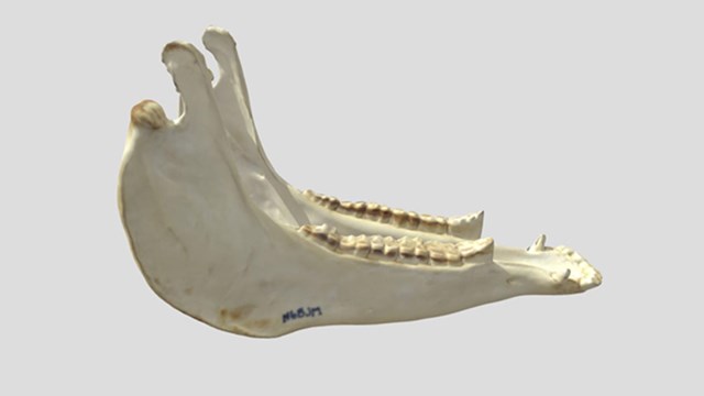 A 3D replica of a horse jaw