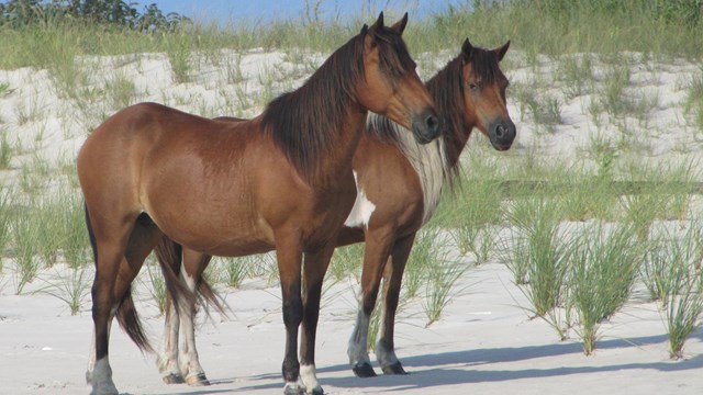 Two of Assateague's wild horses on the beach