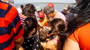 Visitors crowd around a horseshoe crab caught and released on a Marine Explorers program