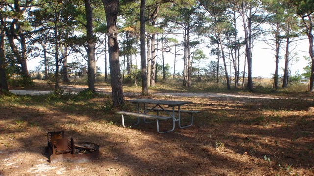 photo of Tingles Island Backcountry campsite showing fire ring and picnic table in forest