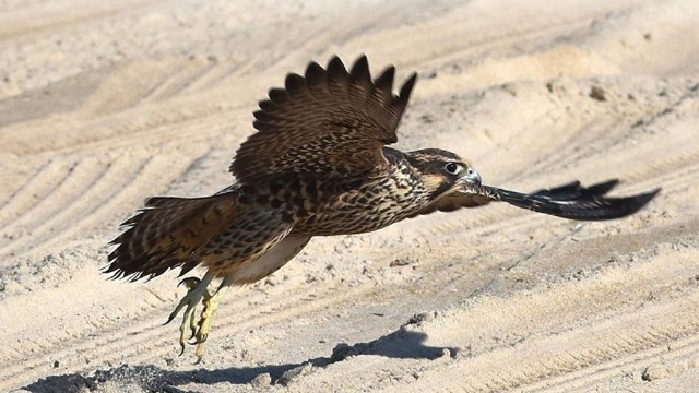 A peregrine falcon takes off from Assateague Island