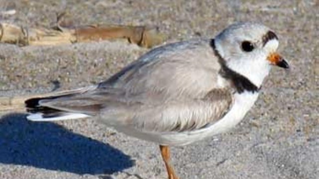 Piping Plover Resource Brief