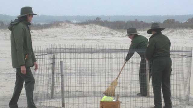A piping plover exclosure being put up by resource management staff