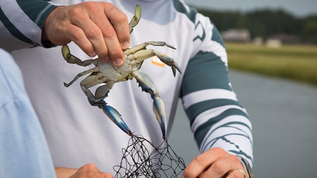 blue crab being carefully removed by two people from crabbing net
