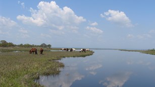image of horses grazing in bayside marshes