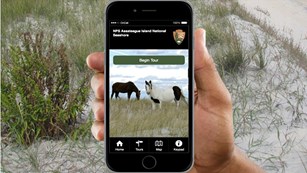 photo of hand holding cell phone with photo of Assateague horses on the phone