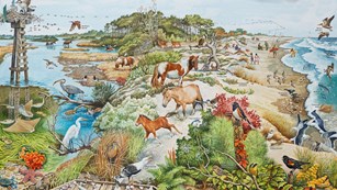 Illustration of cross section of island with representative habitats, plants and animals.