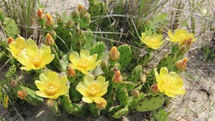photo of prickly pear cactus with yellow flowers
