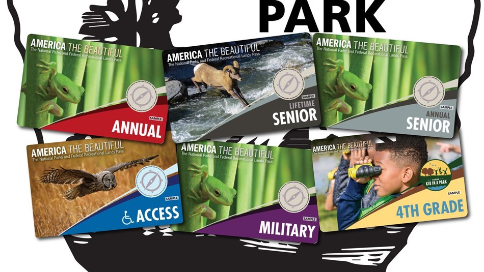 Cards featuring a green frog, one with a bighorn sheep, one with a child and another with an owl