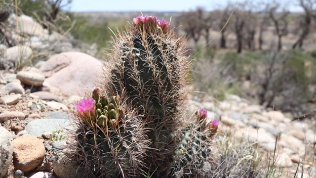 Clover's fishhook cacti blossoming pink flowers.
