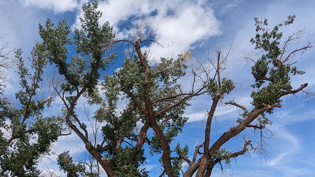 Cottonwood Trees