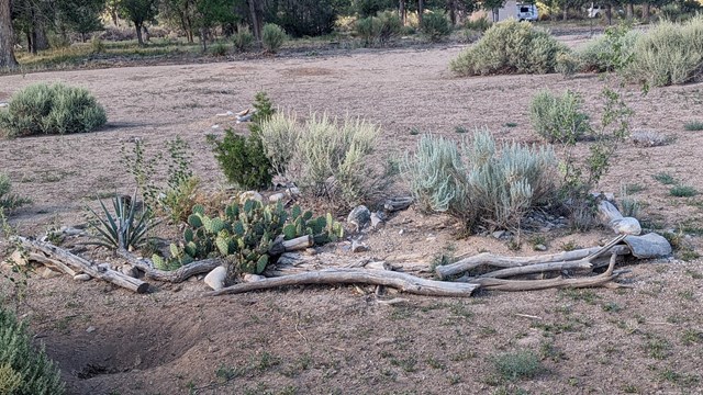 A native plant island in a field at Aztec Ruins. 