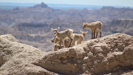 Bighorn lambs on an overlook precipice