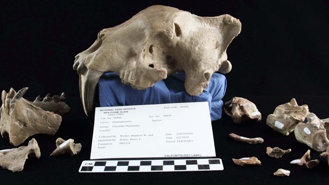 an assortment of pieces of a fossil saber-tooth cat-like skull. the pieces are labeled.
