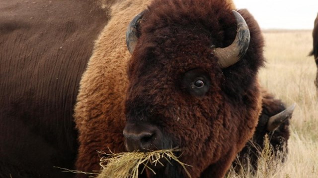 A dark brown bison faces the camera with an overflowing mouthful of grass hanging from its mouth.