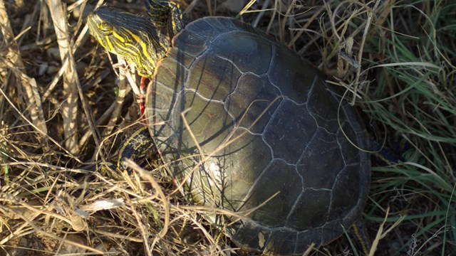 a painted turtle sticks its striped yellow head out of a patterned shell in brown grasses.