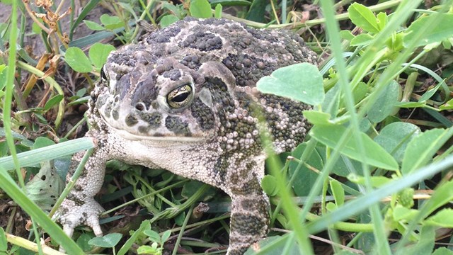 a brown patterned toad sits in green prairie grasses.