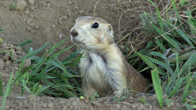 Two prairie dogs playing in the grass