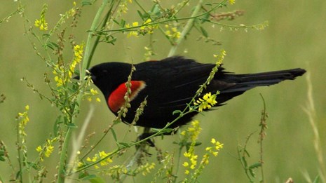 a redwing blackbird perches on a green shoot with small yellow flowers.