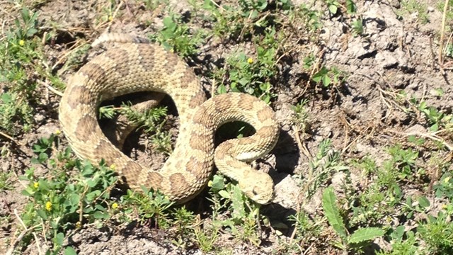 a rattlesnake coiled up in green grass lifts its head.