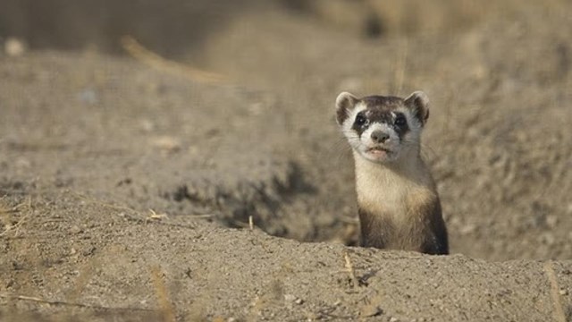 a black footed ferret sticks its head out of a prairie dog hole