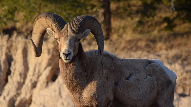 Front view of bighorn sheep in front of badlands formations