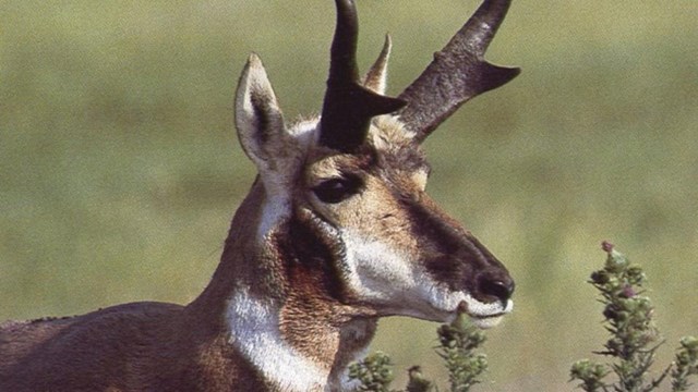 a deerlike animal with brown and white patterns on its face and two pronged horns looks away.