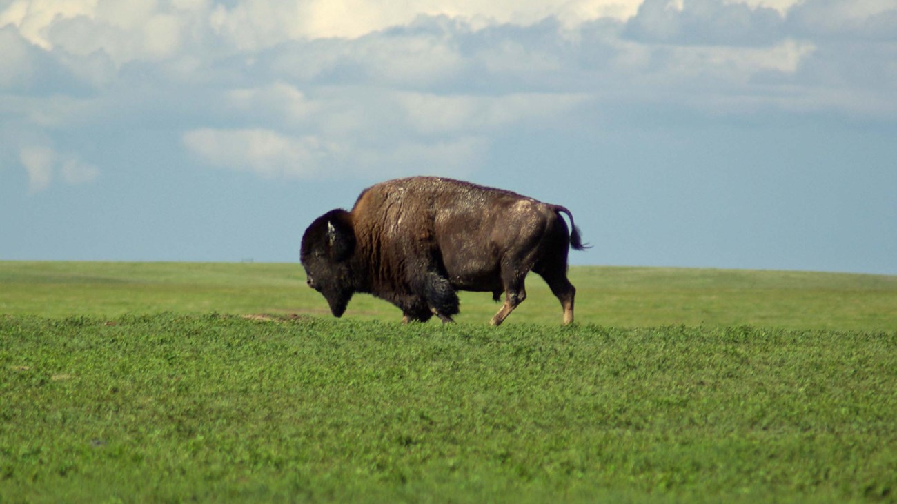 Single bison grazing green grass under blue sky