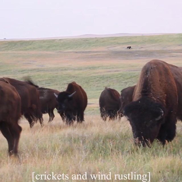 Multiple bison grazing on an open field with the caption 