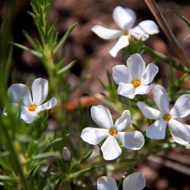 small white flowers with yellow centers bloom out of green stems