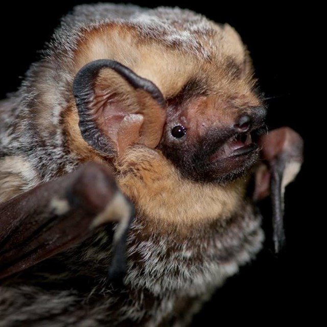 a hoary bat with enormous ears opens its mouth and folds its long fingers beside its body