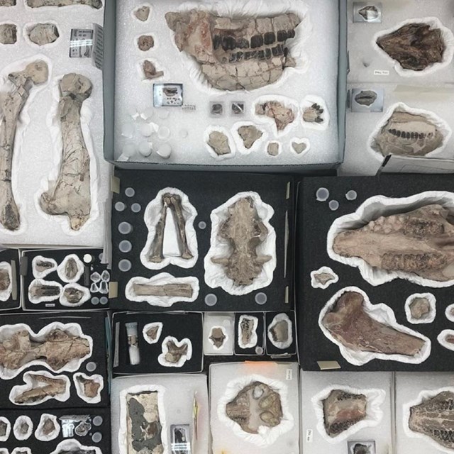 many fossils of varying sizes sit in styrofoam cases