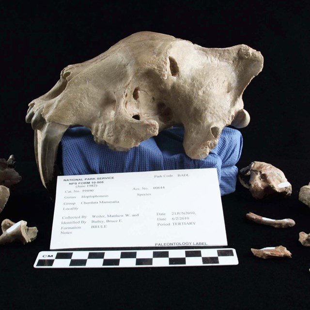 an assortment of pieces of a fossil saber-tooth cat-like skull. the pieces are labeled.