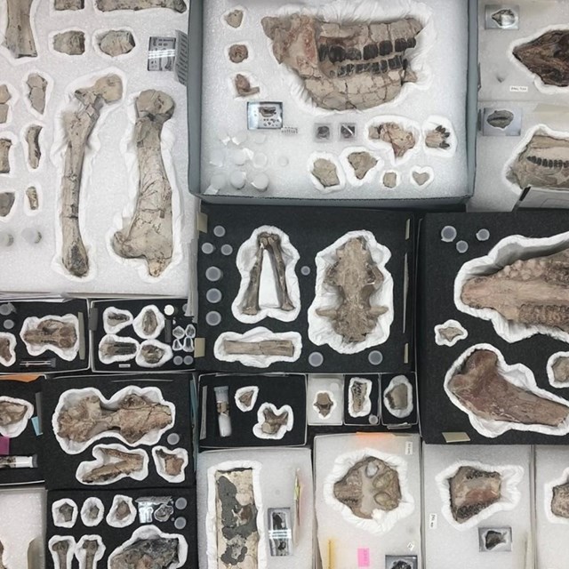 a series of fossils sit in styrofoam boxes all placed next to each other.