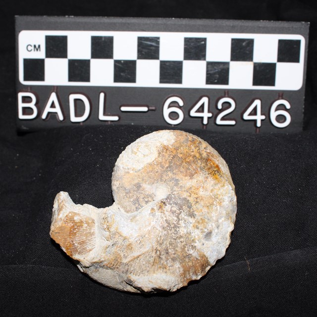 Spiral shell-like shape against ruler showing length of approximately 6 centimeters and label: 