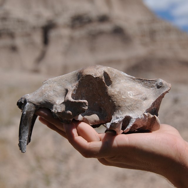 a human hand holds a skull with long, sharp saber teeth in front of badlands buttes