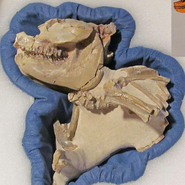a fossil skull and rib bones sit in a styrofoam package with a diagram of the full skeleton