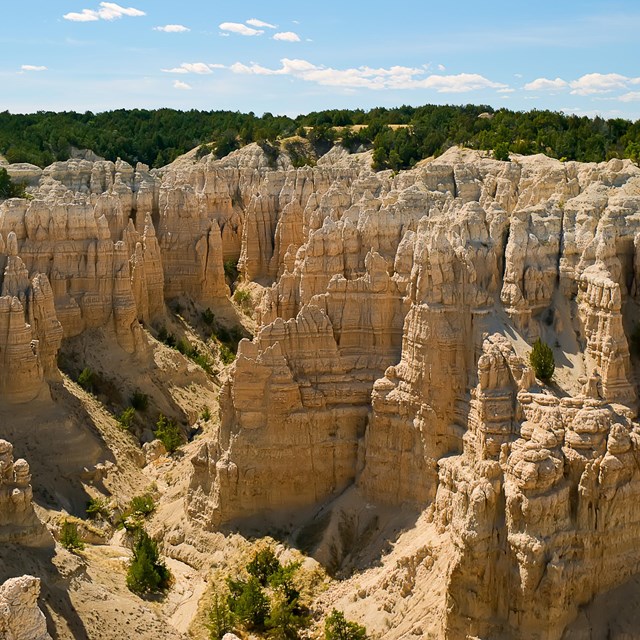 badlands buttes form vertical cliffs and are capped by a grove of junipers beneath a blue sky