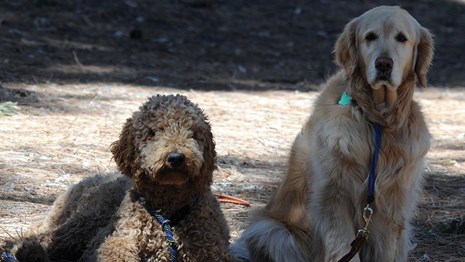 Bandelier Dog Policy