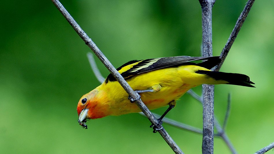 male Western Tanager