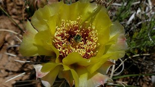 prickly pear