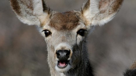 mule deer