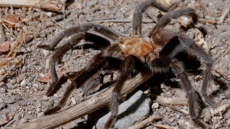 male tarantula