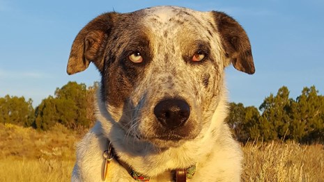 Bandelier Dog Policy