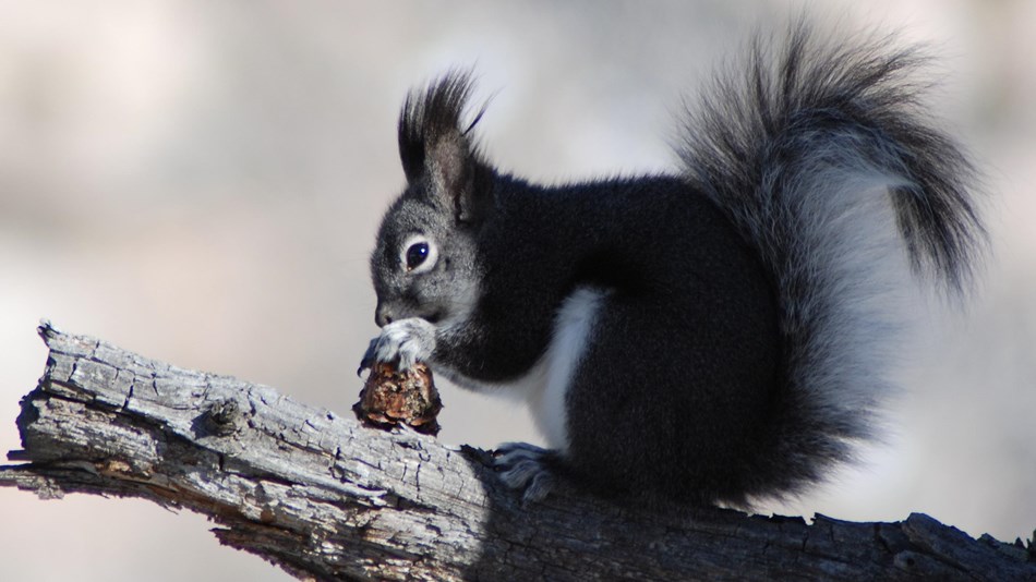 take a virtual visit to Bandelier