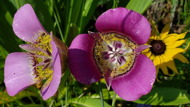two pink flowers with a sunflower behind