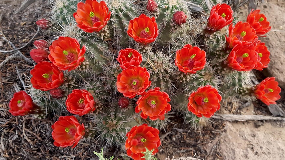 claret cup cactus