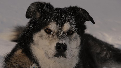 Bandelier Dog Policy